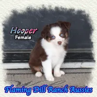 Hooper, a female Toy Australian Shepherd for sale in Forestburg, TX – 3 of 5