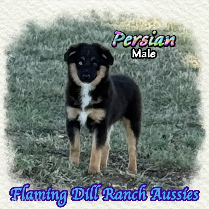 Persian – Miniature Australian Shepherd puppy for sale in Forestburg, TX