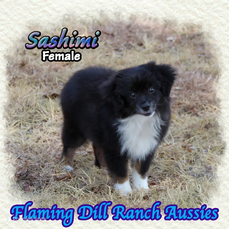 Sashimi – Toy Australian Shepherd puppy for sale in Forestburg, TX