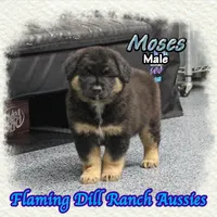 Moses, a male Miniature Australian Shepherd for sale in Forestburg, TX – 2 of 5