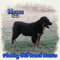 Moses, a male Miniature Australian Shepherd for sale in Forestburg, TX – 4 of 5