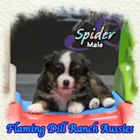 Spider, a male Toy Australian Shepherd for sale in Forestburg, TX – 4 of 5