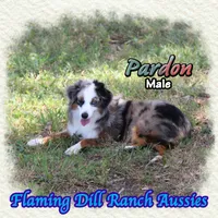 Pardon, a male Toy Australian Shepherd for sale in Forestburg, TX – 4 of 5