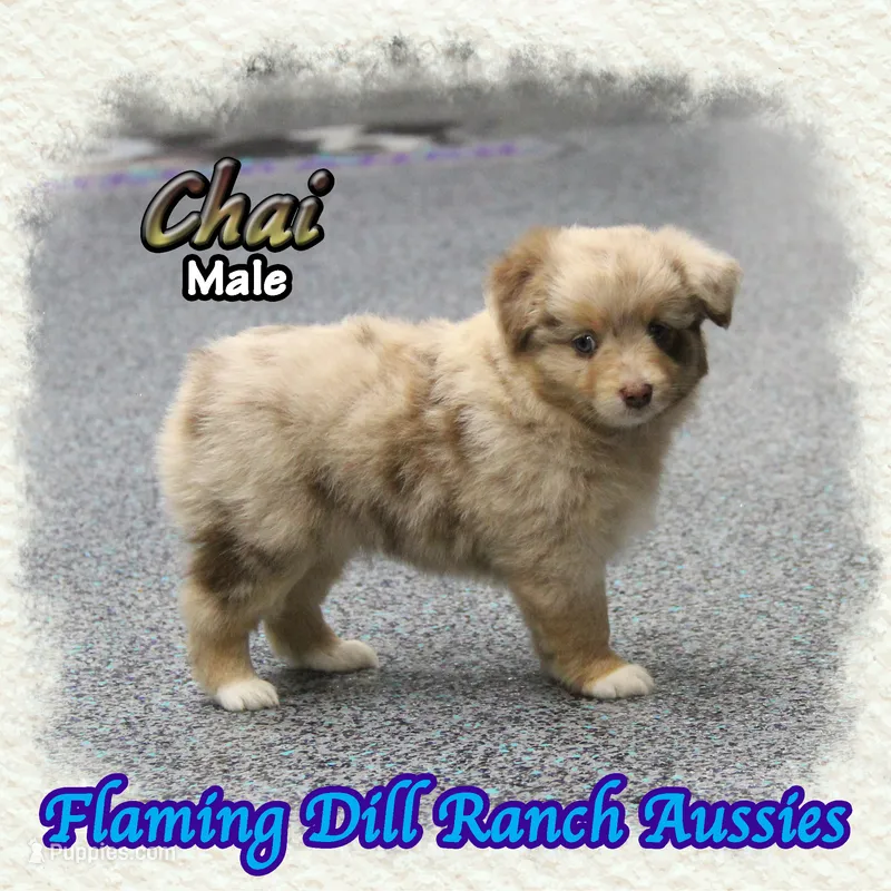 Chai – Toy Australian Shepherd puppy for sale in Forestburg, TX