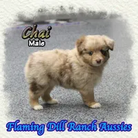 Chai, a male Toy Australian Shepherd for sale in Forestburg, TX – 1 of 5
