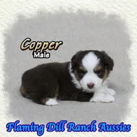 Copper, a male Toy Australian Shepherd for sale in Forestburg, TX – 1 of 5
