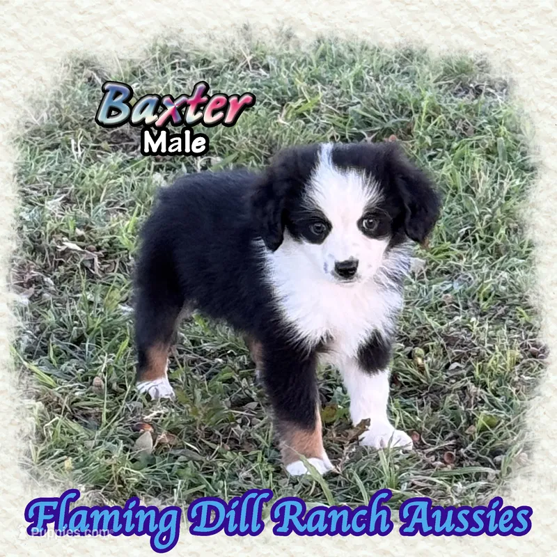 Baxter – Toy Australian Shepherd puppy for sale in Forestburg, TX