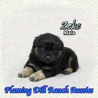 Zeke, a male Miniature Australian Shepherd for sale in Forestburg, TX – 2 of 5