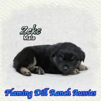 Zeke, a male Miniature Australian Shepherd for sale in Forestburg, TX – 3 of 5