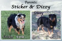 Zeke, a male Miniature Australian Shepherd for sale in Forestburg, TX – 5 of 5