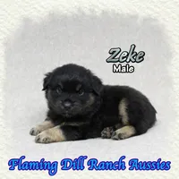 Zeke, a male Miniature Australian Shepherd for sale in Forestburg, TX – 4 of 5