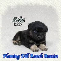 Zeke, a male Miniature Australian Shepherd for sale in Forestburg, TX – 1 of 5