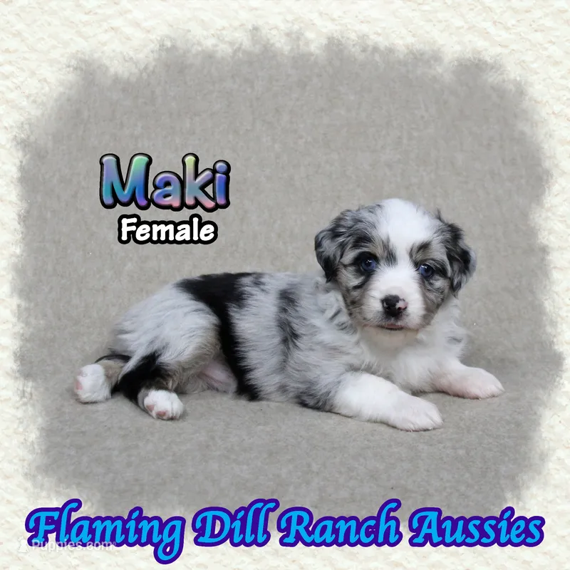 Maki – Toy Australian Shepherd puppy for sale in Forestburg, TX
