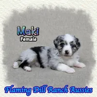 Maki, a female Toy Australian Shepherd for sale in Forestburg, TX – 1 of 5
