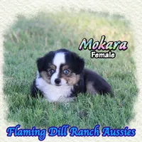 Mokara, a female Toy Australian Shepherd for sale in Forestburg, TX – 4 of 5