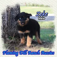 Zeke, a male Miniature Australian Shepherd for sale in Forestburg, TX – 2 of 5