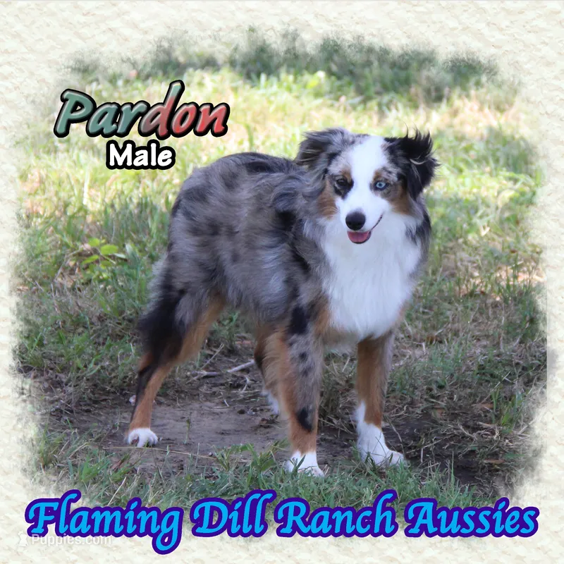 Pardon – Toy Australian Shepherd puppy for sale in Forestburg, TX