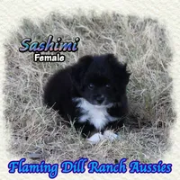 Sashimi, a female Toy Australian Shepherd for sale in Forestburg, TX – 4 of 5