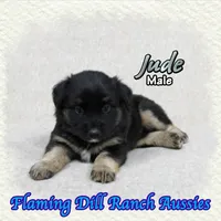 Jude, a male Miniature Australian Shepherd for sale in Forestburg, TX – 4 of 5