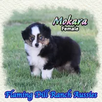 Mokara, a female Toy Australian Shepherd for sale in Forestburg, TX – 2 of 5