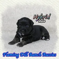 Hybrid, a male Miniature Australian Shepherd for sale in Forestburg, TX – 2 of 5