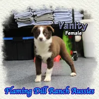 Vanity, a female Miniature Australian Shepherd for sale in Forestburg, TX – Photo 2 of 5