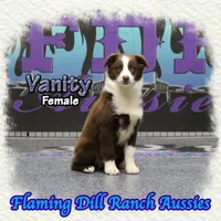 Vanity, a female Miniature Australian Shepherd for sale in Forestburg, TX – Photo 3 of 5