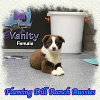 Vanity, a female Miniature Australian Shepherd for sale in Forestburg, TX – Photo 4 of 5
