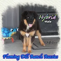 Hybrid, a male Miniature Australian Shepherd for sale in Forestburg, TX – 4 of 5