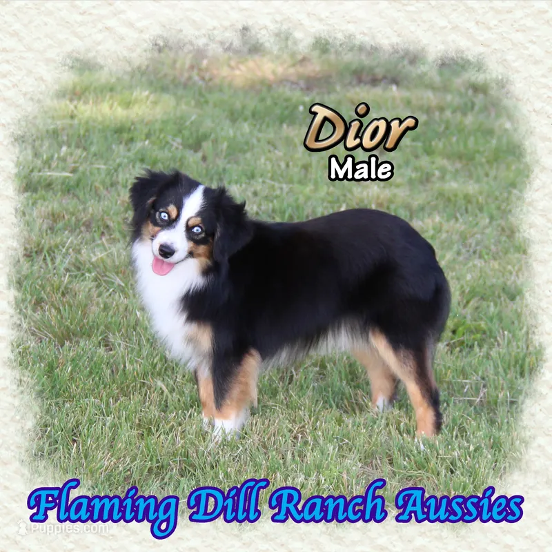 Dior – Toy Australian Shepherd puppy for sale in Forestburg, TX