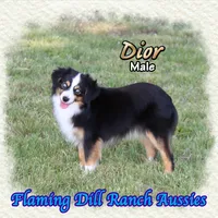 Dior, a male Toy Australian Shepherd for sale in Forestburg, TX – 1 of 5