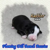 Rattler, a male Toy Australian Shepherd for sale in Forestburg, TX – 3 of 5