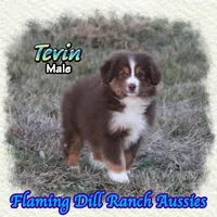 Tevin, a male Toy Australian Shepherd for sale in Forestburg, TX – Photo 1 of 5