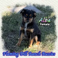 Alba, a female Miniature Australian Shepherd for sale in Forestburg, TX – 3 of 5