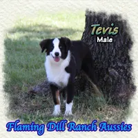 Tevis, a male Toy Australian Shepherd for sale in Forestburg, TX – 2 of 5