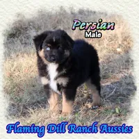 Persian, a male Miniature Australian Shepherd for sale in Forestburg, TX – 2 of 5