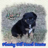 Hybrid, a male Miniature Australian Shepherd for sale in Forestburg, TX – 3 of 5