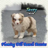 Tavey, a male Toy Australian Shepherd for sale in Forestburg, TX – Photo 1 of 5