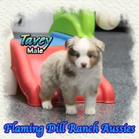 Tavey, a male Toy Australian Shepherd for sale in Forestburg, TX – Photo 2 of 5