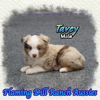 Tavey, a male Toy Australian Shepherd for sale in Forestburg, TX – Photo 4 of 5