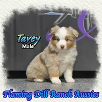 Tavey, a male Toy Australian Shepherd for sale in Forestburg, TX – Photo 3 of 5