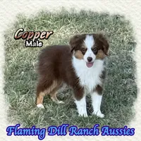 Copper, a male Toy Australian Shepherd for sale in Forestburg, TX – 1 of 5
