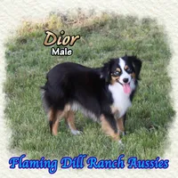 Dior, a male Toy Australian Shepherd for sale in Forestburg, TX – 2 of 5
