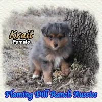 Krait, a female Toy Australian Shepherd for sale in Forestburg, TX – 3 of 5