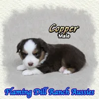 Copper, a male Toy Australian Shepherd for sale in Forestburg, TX – 2 of 5