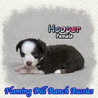 Hooper, a female Toy Australian Shepherd for sale in Forestburg, TX – 4 of 5