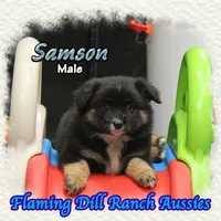 Samson, a male Miniature Australian Shepherd for sale in Forestburg, TX – 4 of 5