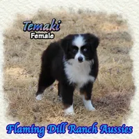 Temaki, a female Toy Australian Shepherd for sale in Forestburg, TX – 2 of 5