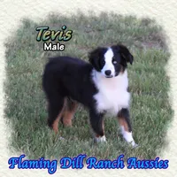 Tevis, a male Miniature Australian Shepherd for sale in Forestburg, TX – 4 of 5