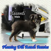 Visconti, a male Toy Australian Shepherd for sale in Forestburg, TX – Photo 4 of 5